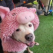 Rocky is registered to the contest to win money with this photo: animal, costume, cute, dog, ears, fabric, face, footwear, fur, grass, happy, mouth, nose, outdoor, person, pet, pig, pink, playful, smiling