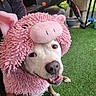 animal, costume, cute, dog, ears, fabric, face, footwear, fur, grass, happy, mouth, nose, outdoor, person, pet, pig, pink, playful, smiling