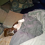 Yogi is registered to the contest to win money with this photo: dog, sleeping, blanket, couch, pillows, cozy, indoor, resting, brown, white, pet, comfort, relaxation, home, fur, snug, domestic, canine, napping, peaceful