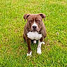 Yogi joined the competition — help win amazing prizes! dog, brown, white, grass, outdoor, pet, animal, sitting, canine, collar, lawn, nature, fur, alert, portrait, cute, friendly, daylight, eyes, ears