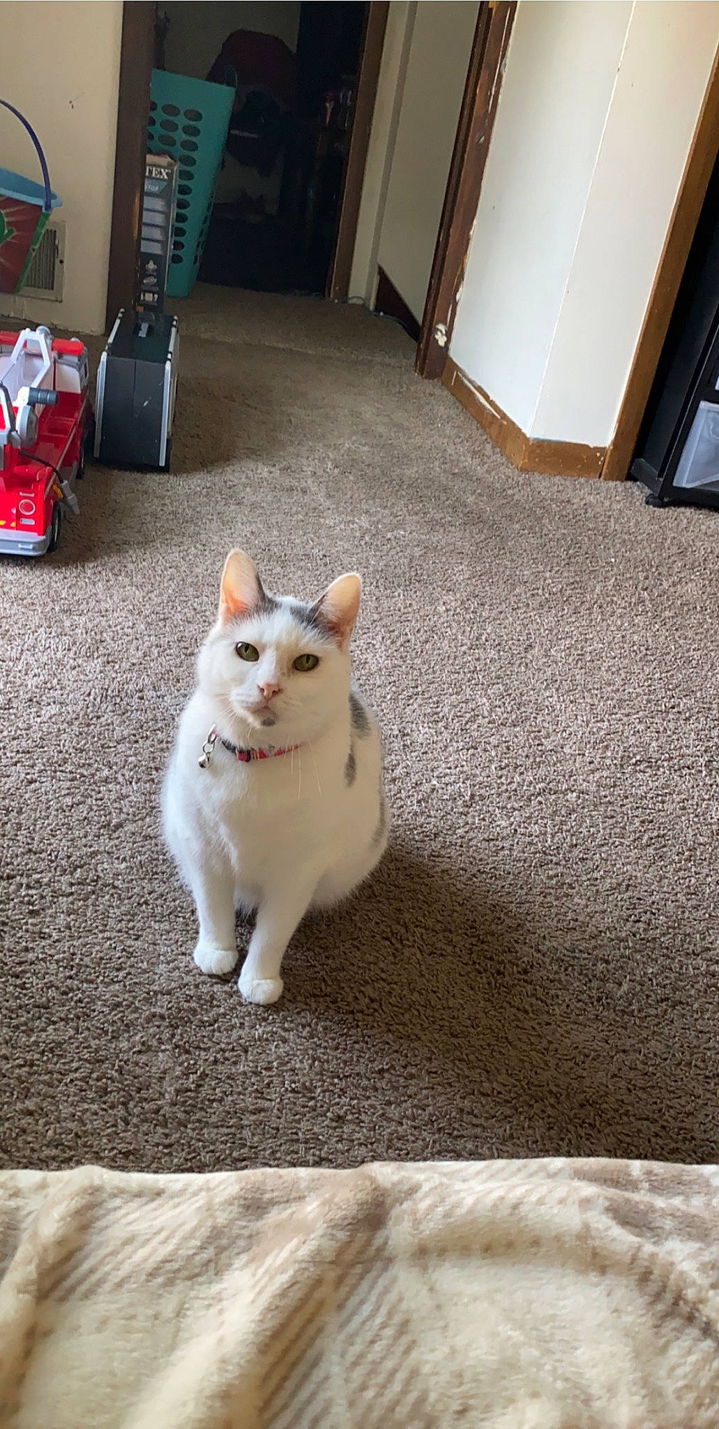 Silly is registered to the contest to win money with this photo: canidae, carnivore, cat, companion_dog, couch, dog_breed, domestic_short_haired_cat, door, eye, fawn, felidae, floor, flooring, fur, hardwood, paw, small_to_medium_sized_cats, tail, whiskers, wood