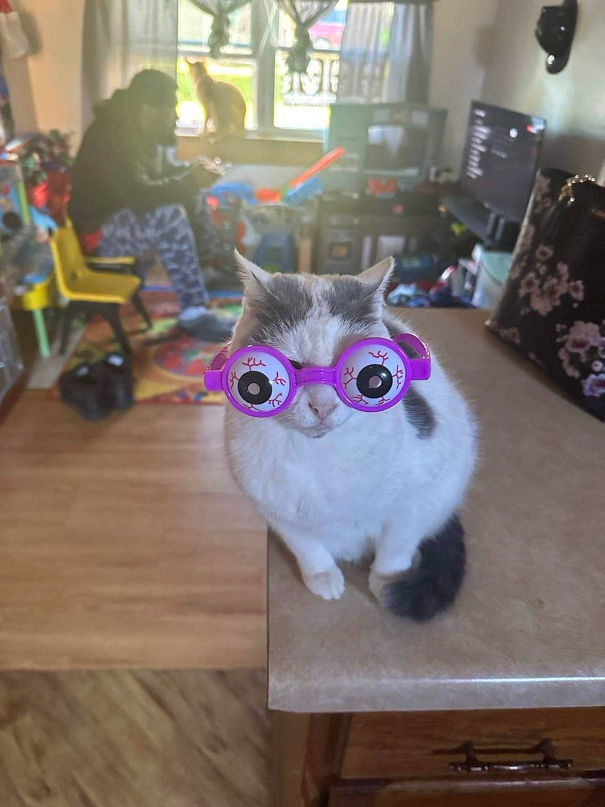 Silly is registered to the contest to win money with this photo: art, carnivore, cat, chair, fawn, felidae, floor, flooring, fur, furniture, hardwood, magenta, plant, purple, small_to_medium_sized_cats, table, tail, whiskers, wood, wood_stain