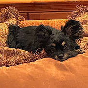 Simba is registered to the contest to win money with this photo: dog, black_dog, pet, cushion, brown, indoor, wooden_furniture, relaxed, ears, fur, face, lying_down, cozy, home, decorative_pillow, comfort, animal, resting, cute, small_dog