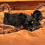 dog, black_dog, pet, cushion, brown, indoor, wooden_furniture, relaxed, ears, fur, face, lying_down, cozy, home, decorative_pillow, comfort, animal, resting, cute, small_dog