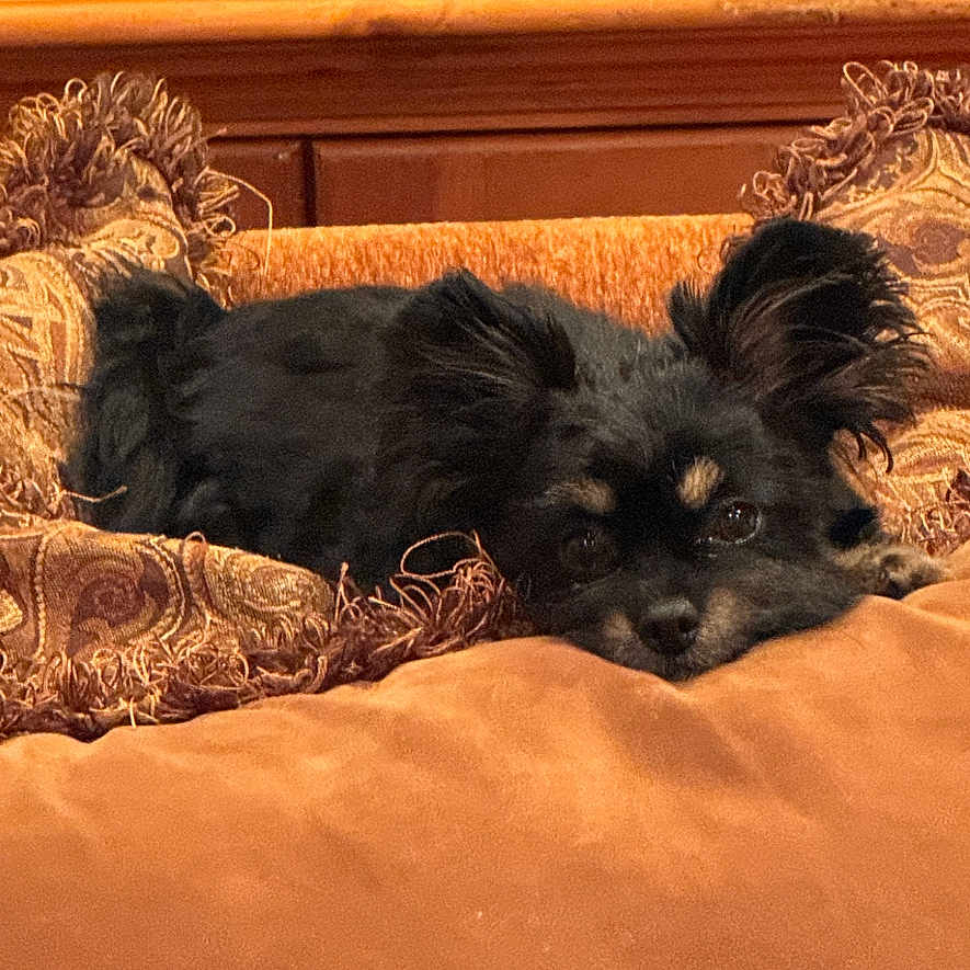Simba is registered to the contest to win money with this photo: animal, black_dog, brown, comfort, cozy, cushion, cute, decorative_pillow, dog, ears, face, fur, home, indoor, lying_down, pet, relaxed, resting, small_dog, wooden_furniture