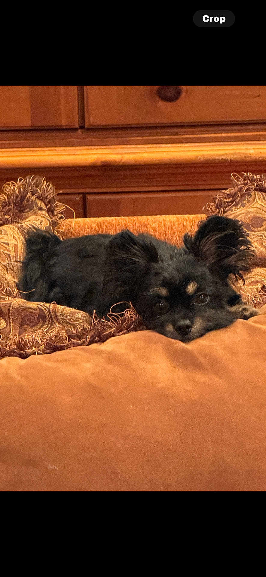 Simba is registered to the contest to win money with this photo: dog, black_dog, pet, cushion, brown, indoor, wooden_furniture, relaxed, ears, fur, face, lying_down, cozy, home, decorative_pillow, comfort, animal, resting, cute, small_dog