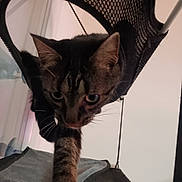 Alf a rejoint le concours — aidez-le/la à gagner de superbes lots ! animal, cat, close_up, curious, domestic_animal, ears, focused, fur, furniture, hammock, home, indoor, mesh, paw, pet, relaxing, resting, stretching, tabby_cat, whiskers