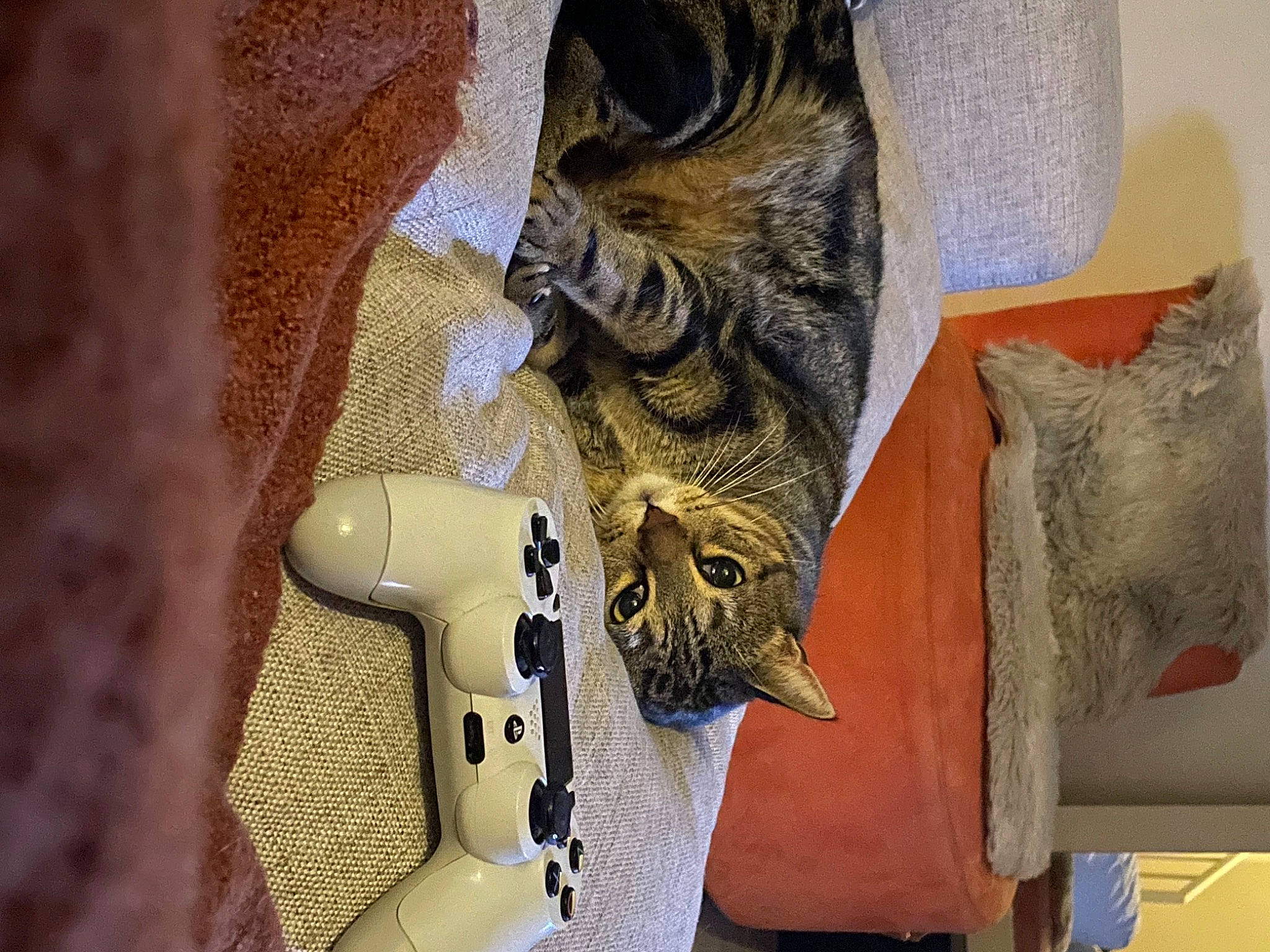 Malibu participe au concours pour gagner de l'argent avec cette photo : art, artifact, bird_of_prey, carnivore, feather, felidae, fur, glove, grey, metal, military_camouflage, natural_material, pattern, sculpture, small_to_medium_sized_cats, tail, visual_arts, whiskers, wing, wood