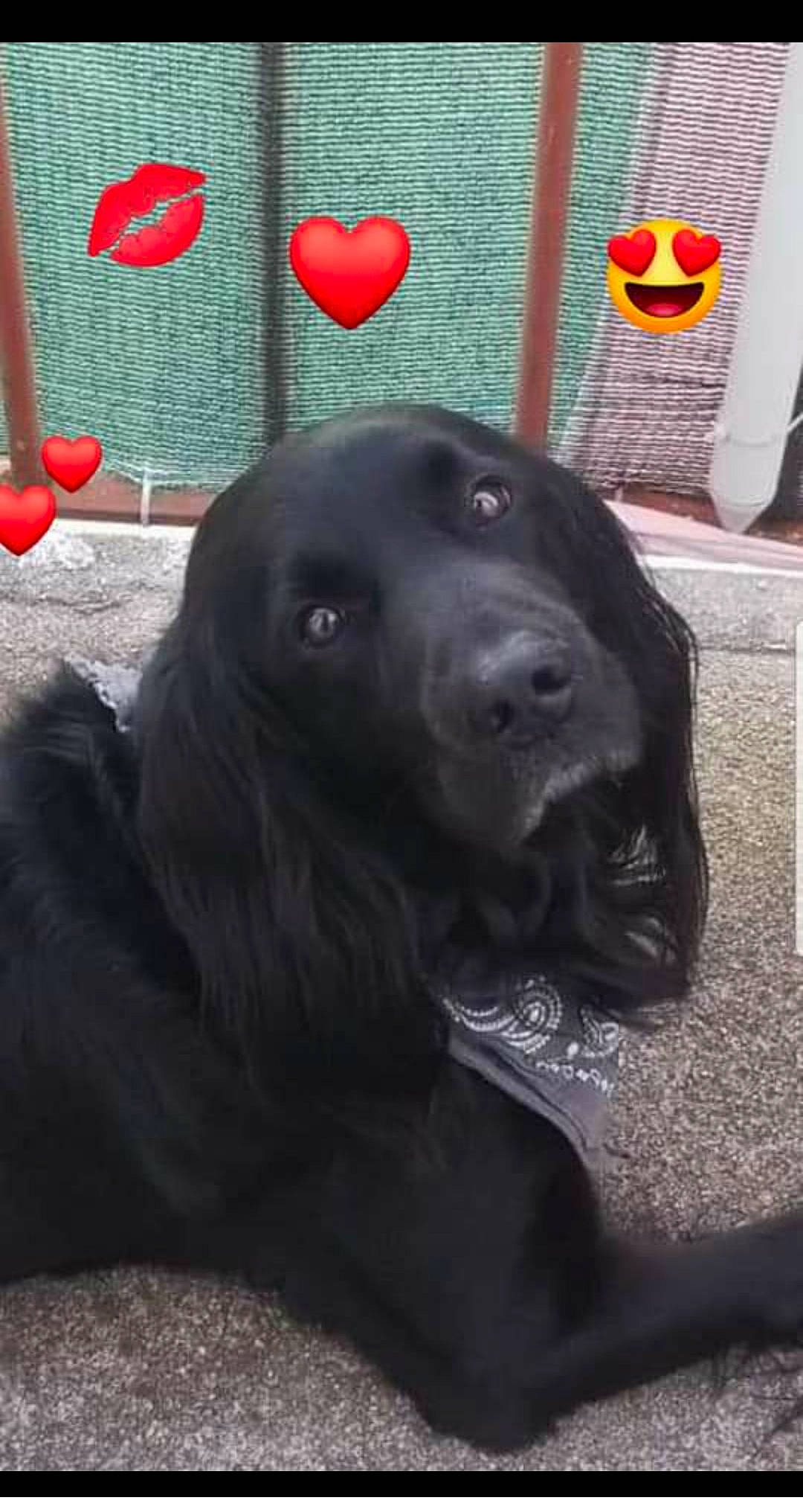 Bilbo a rejoint le concours — aidez-le/la à gagner de superbes lots ! borador, canidae, carmine, carnivore, companion_dog, dog, dog_breed, dog_collar, fur, gas, gun_dog, hunting_dog, liver, retriever, snout, sporting_group, terrestrial_animal, whiskers, working_animal, working_dog