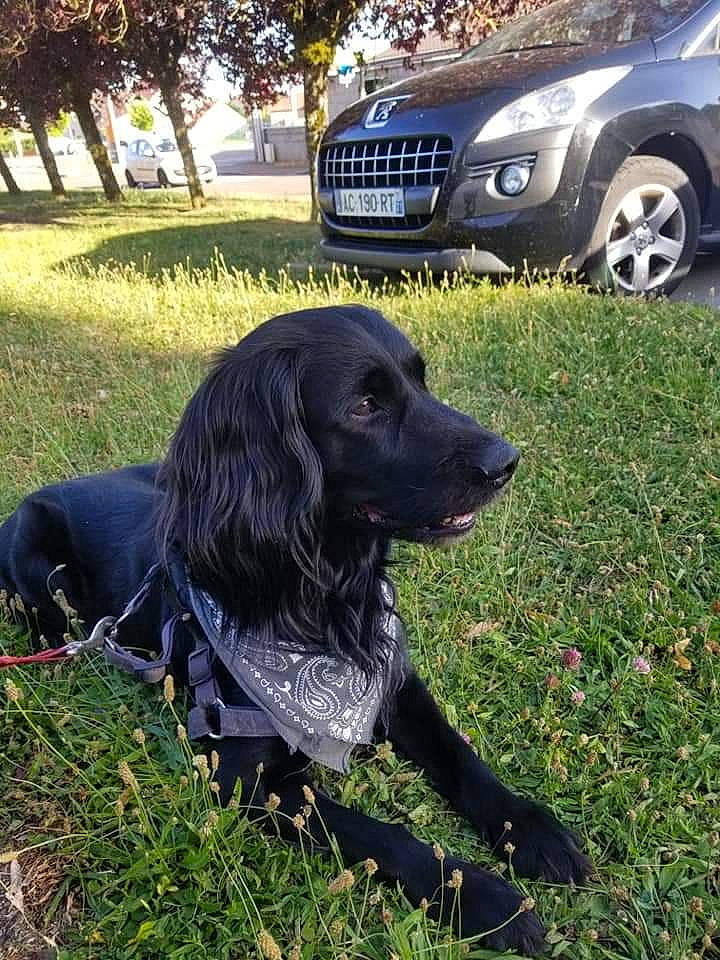 Bilbo participe au concours pour gagner de l'argent avec cette photo : alloy_wheel, automotive_lighting, automotive_parking_light, automotive_tire, car, carnivore, companion_dog, dog, dog_breed, fender, grass, grille, gun_dog, hood, light, motor_vehicle, plant, tire, vehicle, wheel