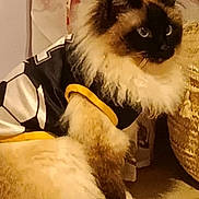 Milky participe au concours pour gagner de l'argent avec cette photo : cat, fluffy_cat, long_hair, indoor, feline, blue_eyes, pet_clothing, jersey, paws, floral_curtain, woven_basket, sitting, close_up, whiskers, fur, muzzle, persian_like, light_brown, white_paws, home_interior