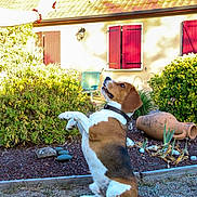 Sunny a rejoint le concours — aidez-le/la à gagner de superbes lots ! dog, beagle, pet, sitting, raised_paw, outdoor, garden, yard, house, cottage, flowerbed, shrubs, plants, landscape, sunlight, red_shutters, roof, terracotta, collar, portrait