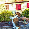 dog, beagle, pet, sitting, raised_paw, outdoor, garden, yard, house, cottage, flowerbed, shrubs, plants, landscape, sunlight, red_shutters, roof, terracotta, collar, portrait
