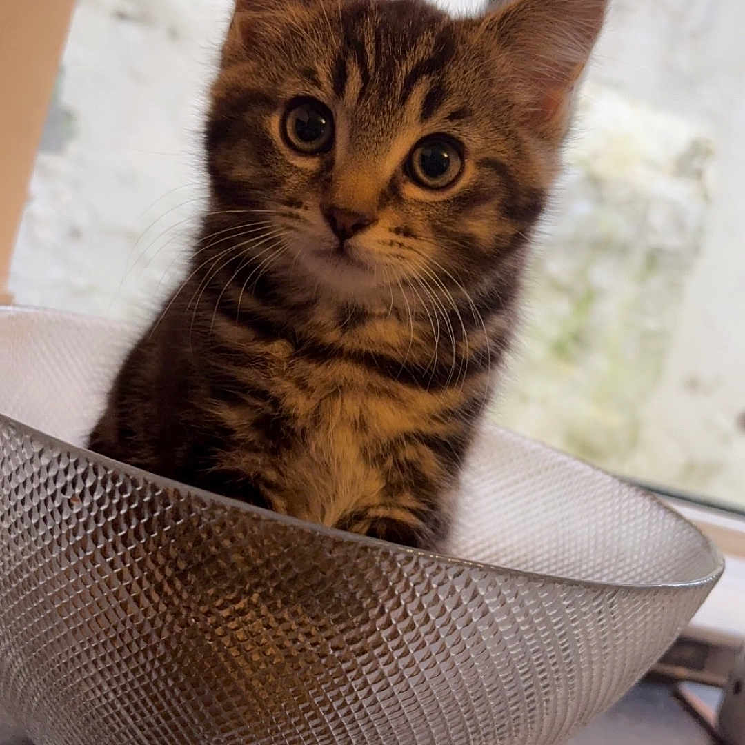 Teddy is registered to the contest to win money with this photo: abyssinian, animal, basket, bowl, cat, den, furniture, hardwood, indoors, kitten, manx, mixingbowl, pet, wood