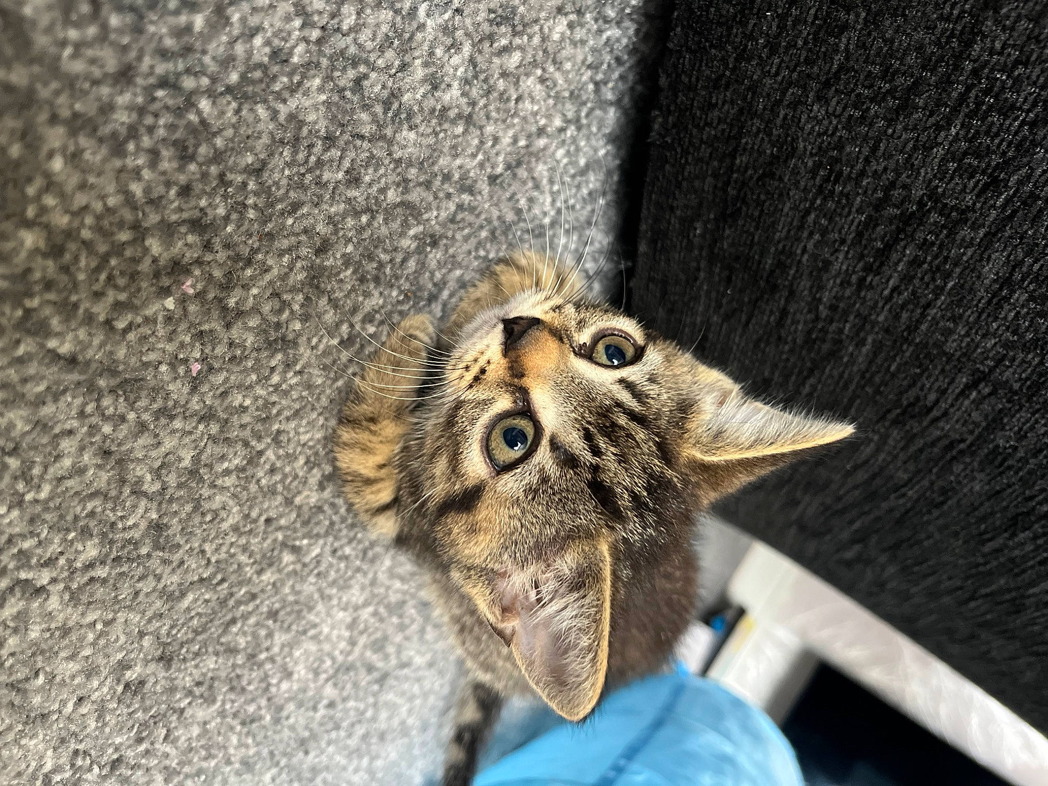 Coco joined the competition — help win amazing prizes! asphalt, carnivore, cat, claw, domestic_short_haired_cat, door, felidae, fur, grey, metal, paw, road_surface, small_to_medium_sized_cats, snout, tail, terrestrial_animal, whiskers, wildlife, wood