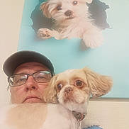 Jax is registered to the contest to win money with this photo: man, dog, glasses, cap, portrait, indoor, wall_art, painting, pet, small_dog, curious, furniture, collar, leash, light, face, expression, brown_eyes, white_fur, blue_background