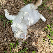Bella joined the competition — help win amazing prizes! cat, fluffy, white, orange, lying_down, grass, plants, outdoor, nature, relaxed, animal, pet, fur, playful, curious, closeup, daylight, ground, whiskers, ears