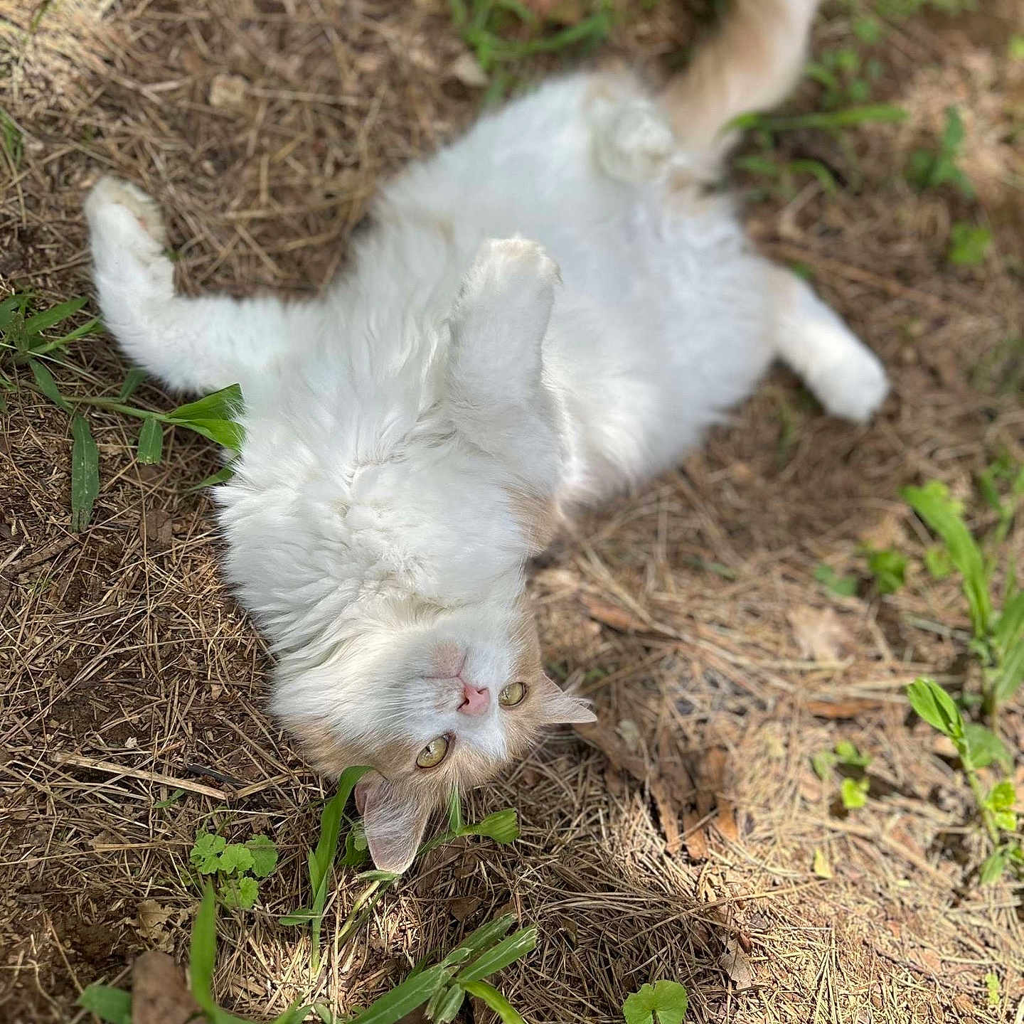 Bella joined the competition — help win amazing prizes! animal, cat, closeup, curious, daylight, ears, fluffy, fur, grass, ground, lying_down, nature, orange, outdoor, pet, plants, playful, relaxed, whiskers, white
