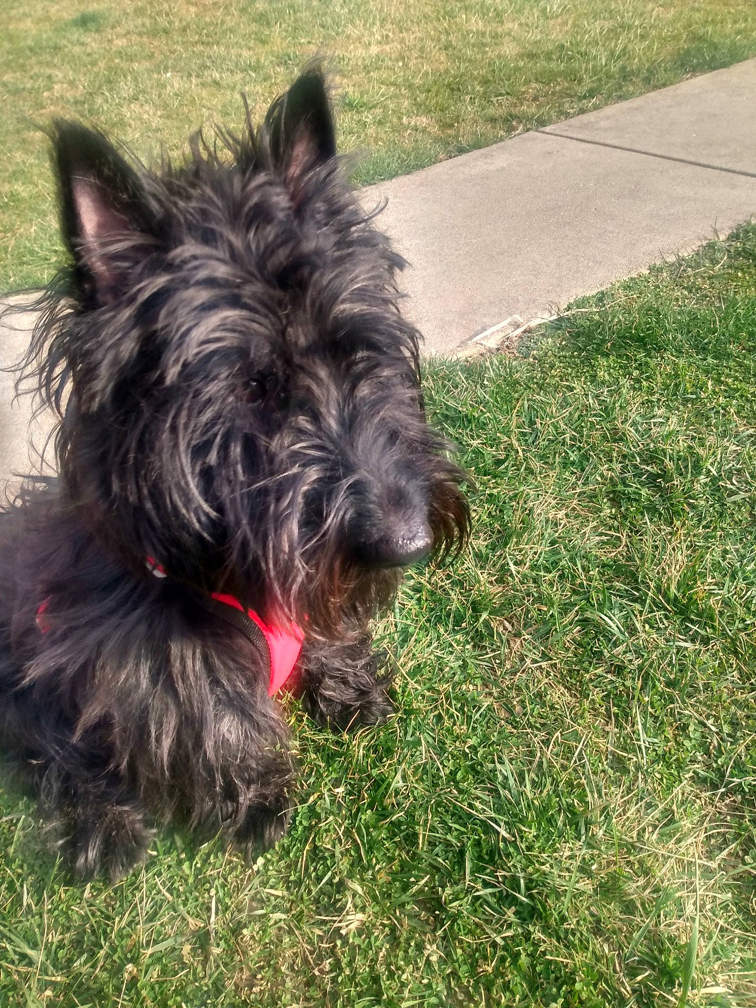 Angel is registered to the contest to win money with this photo: canidae, carnivore, collar, companion_dog, dog, dog_breed, dog_collar, dog_supply, fur, grass, groundcover, liver, small_terrier, snout, sporting_group, tail, terrier, toy_dog, water_dog, working_animal