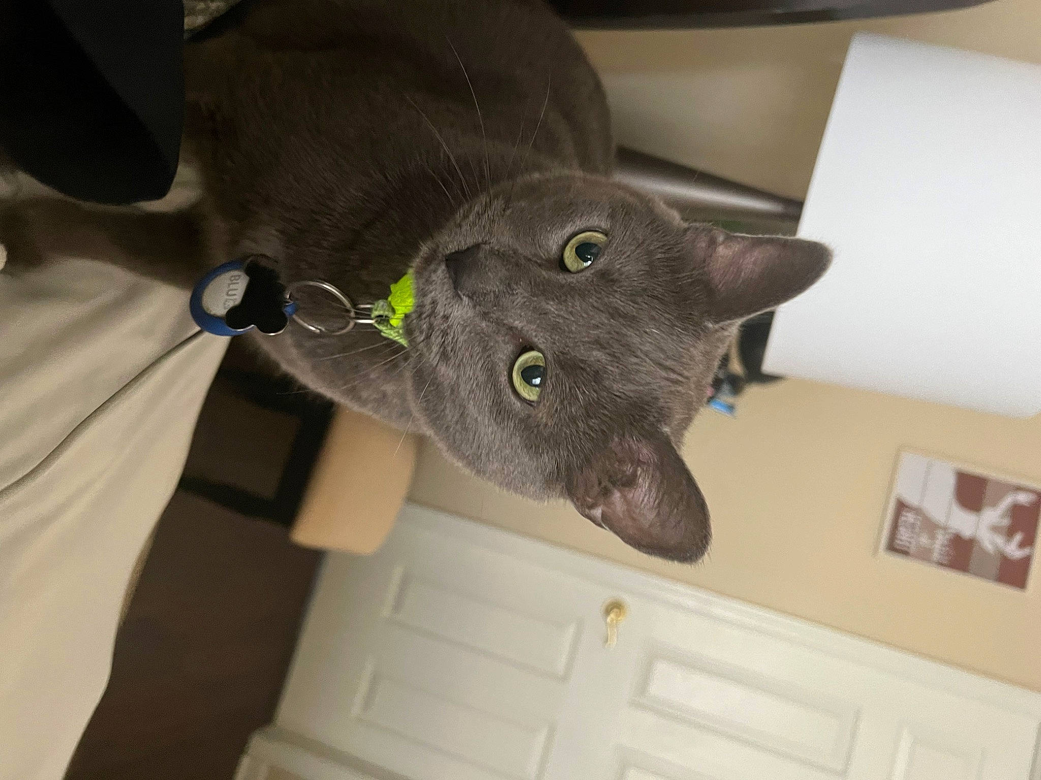 Blueberry joined the competition — help win amazing prizes! carnivore, cat, domestic_short_haired_cat, felidae, grey, russian_blue, small_to_medium_sized_cats, snout, tail, whiskers, wood