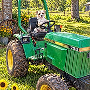 Oreo joined the competition — help win amazing prizes! dog, puppy, tractor, farm, john_deere, outdoor, garden, sunflowers, flowers, countryside, rural, grass, trees, wooden_sign, steering_wheel, vehicle, green, yellow, sunny, animal_portrait