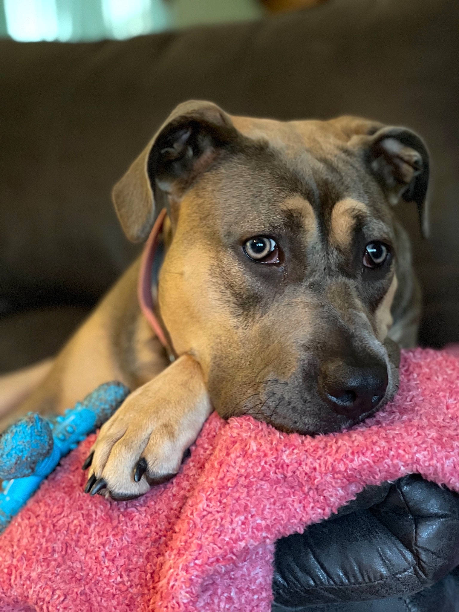 Iris joined the competition — help win amazing prizes! canidae, carnivore, comfort, companion_dog, dog, dog_breed, fawn, fur, non_sporting_group, puppy, sporting_group, street_dog, terrestrial_animal, whiskers