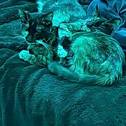 Juna And Zora joined the competition — help win amazing prizes! cat, feline, pet, animal, fur, whiskers, sleeping, resting, blanket, soft, cozy, indoor, domestic, cute, two_animals, tabby, relaxed, comfort, bed, companionship