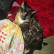 Zora joined the competition — help win amazing prizes! cat, kitten, calico_cat, animal, pet, sleeping, resting, cozy, blanket, quilt, pillow, fur, cute, indoor, snuggling, red, black, patterned, soft, domestic_animal