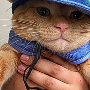 Boots is registered to the contest to win money with this photo: cat, orange_cat, close_up, hat, blue_hat, collar, blue_collar, pet, whiskers, feline, hand, human_hand, manicured_nails, indoor, portrait, cute, serious_expression, animal, pet_accessory, domestic_animal