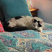 Fluffy joined the competition — help win amazing prizes! bed, black_spots, blanket, cat, colorful, cozy, cute, decor, feline, fur, home, indoor, patterned_bedspread, pet, pillow, relaxed, resting, sleepy, white_cat, wooden_furniture