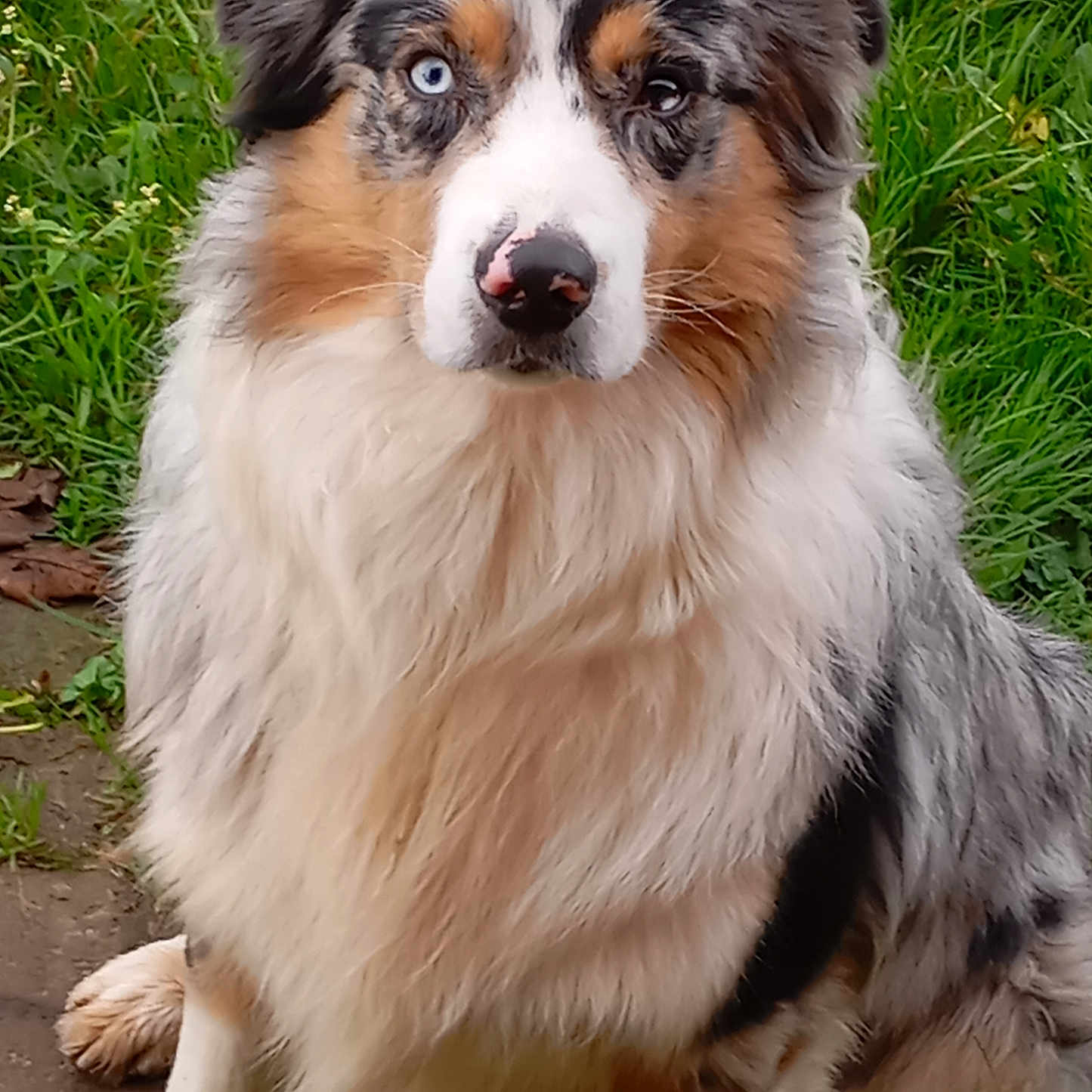 Uston participe au concours pour gagner de l'argent avec cette photo : animal, ball, canine, cockerspaniel, collie, dog, eskimodog, football, grass, hound, husky, lawn, papillon, pet, plant, puppy, snout, soccer, terrier, whitedog