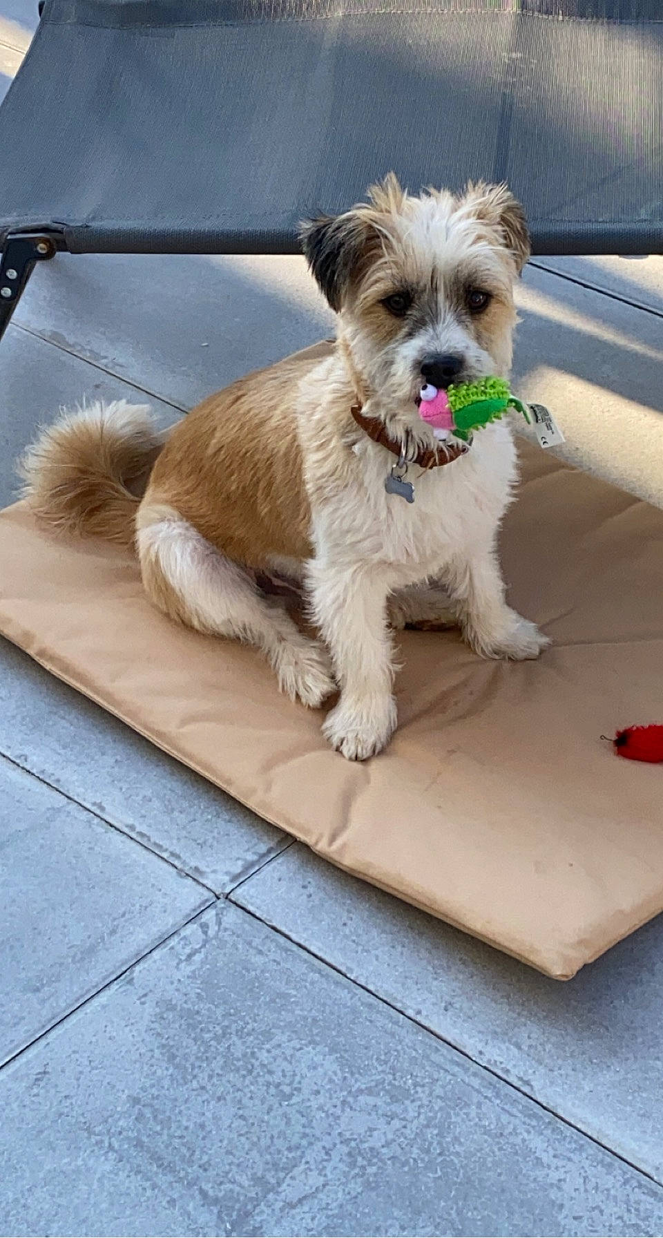 Cooky a rejoint le concours — aidez-le/la à gagner de superbes lots ! carnivore, collar, companion_dog, dog, dog_breed, dog_collar, dog_supply, fur, leash, liver, poodle_crossbreed, small_terrier, sporting_group, terrier, toy_dog, working_animal, working_terrier