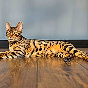 Ange a rejoint le concours — aidez-le/la à gagner de superbes lots ! bengal_cat, cat, close_up, domestic_animal, ears, fur_texture, green_eyes, home_interior, indoor, lying_down, paws, pet, portrait, relaxed, shadow, striped_fur, sunlit, tail, whiskers, wooden_floor