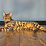 bengal_cat, cat, close_up, domestic_animal, ears, fur_texture, green_eyes, home_interior, indoor, lying_down, paws, pet, portrait, relaxed, shadow, striped_fur, sunlit, tail, whiskers, wooden_floor