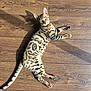 bengal_cat, cat, animal, pet, feline, spotted_coat, wooden_floor, indoor, laying_down, alert, whiskers, tail, ears, eyes, domestic_animal, mammal, cute, relaxed, shadow, sunlight
