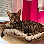 Ange a rejoint le concours — aidez-le/la à gagner de superbes lots ! cat, bengal_cat, wooden_bowl, blanket, indoor, window, pink_wall, pet, animal, feline, striped, relaxing, cozy, closeup, resting, domestic_cat, natural_light, cute, sleepy, home