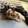 cat, sleeping, paw, closeup, spots, feline, relaxed, indoor, whiskers, ears, nose, fur, animal, pet, cute, resting, sunlight, floor, mammal, tabby