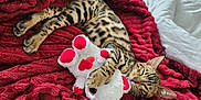 Ange a rejoint le concours — aidez-le/la à gagner de superbes lots ! bengal_cat, cat, pet, sleeping, blanket, red_blanket, stuffed_toy, plush_toy, heart_shape, cozy, fur_pattern, indoor, relaxing, animal, cute, soft_texture, paw, whiskers, bed, resting