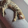 Ange participe au concours pour gagner de l'argent avec cette photo : cat, bengal_cat, sleeping, couch, indoor, window, gray, fur, pet, animal, relaxed, cozy, texture, whiskers, paws, tail, natural_light, resting, feline, house