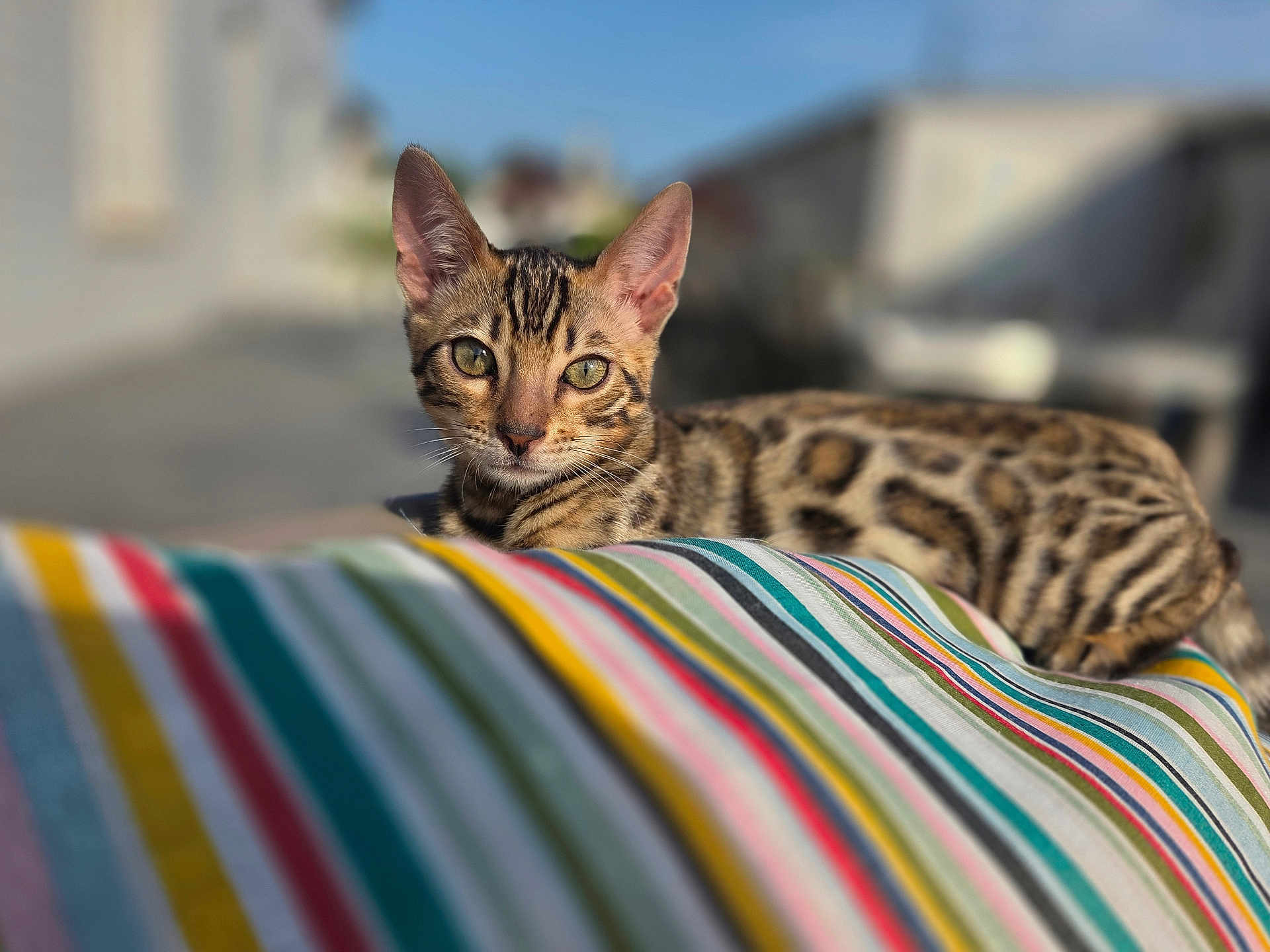Ange participe au concours pour gagner de l'argent avec cette photo : cat, bengal_cat, animal, pet, feline, striped_fabric, outdoor, sunlight, portrait, lying_down, close_up, focused, whiskers, ears, eyes, fur_pattern, nature, relaxing, colorful, background_blur