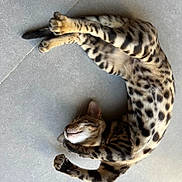 Ange a rejoint le concours — aidez-le/la à gagner de superbes lots ! cat, spotted, feline, sleeping, curled_up, relaxed, paw, tile_floor, pet, animal, whiskers, ear, fur_pattern, cute, domestic_cat, resting, indoor, mammal, tabby, cozy