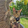 bengal_cat, kitten, harness, tree_trunk, rocks, outdoor, garden, greenery, grass, sunlight, pet, animal, curious, whiskers, ears, eyes, feline, nature, closeup, playful