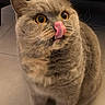 Smarties participe au concours pour gagner de l'argent avec cette photo : cat, gray_cat, pet, tongue_out, licking, amber_eyes, fluffy, cute, indoor, floor, tile_floor, sitting, animal, feline, whiskers, ears, fur, domestic_cat, looking_up, funny_expression