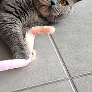 Smarties a rejoint le concours — aidez-le/la à gagner de superbes lots ! cat, gray_cat, pet, feline, animal, toy, floor, tile, indoor, cute, whiskers, orange_eyes, playful, relaxed, domestic_cat, mammal, fur, claw, curious, lying_down