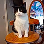 animal, black_and_white_cat, calm, cat, chair, cozy, domestic, floor, furniture, home, indoor, interior, looking_away, mirror, pet, poster, reflection, relaxed, seated, wooden_chair