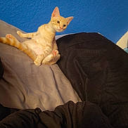 Chucky joined the competition — help win amazing prizes! animal, bed, bedding, blue_wall, cat, cozy, curious, cute, domestic_animal, feline, fur, furniture, indoor, kitten, orange_tabby, paw, pet, resting, sitting, young