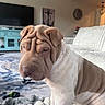 dog, puppy, shar_pei, wrinkles, pet, indoor, living_room, blanket, furniture, couch, television, cabinet, carpet, cozy, brown, white, cute, animal, companion, home