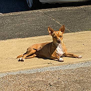 Daisy joined the competition — help win amazing prizes! alert, animal, asphalt, canine, car, daytime, dog, outdoor, parked_car, pavement, pet, quiet, relaxed, shadow, sidewalk, small_dog, street, sunlight, tan_dog, white_car