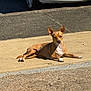 alert, animal, asphalt, canine, car, daytime, dog, outdoor, parked_car, pavement, pet, quiet, relaxed, shadow, sidewalk, small_dog, street, sunlight, tan_dog, white_car
