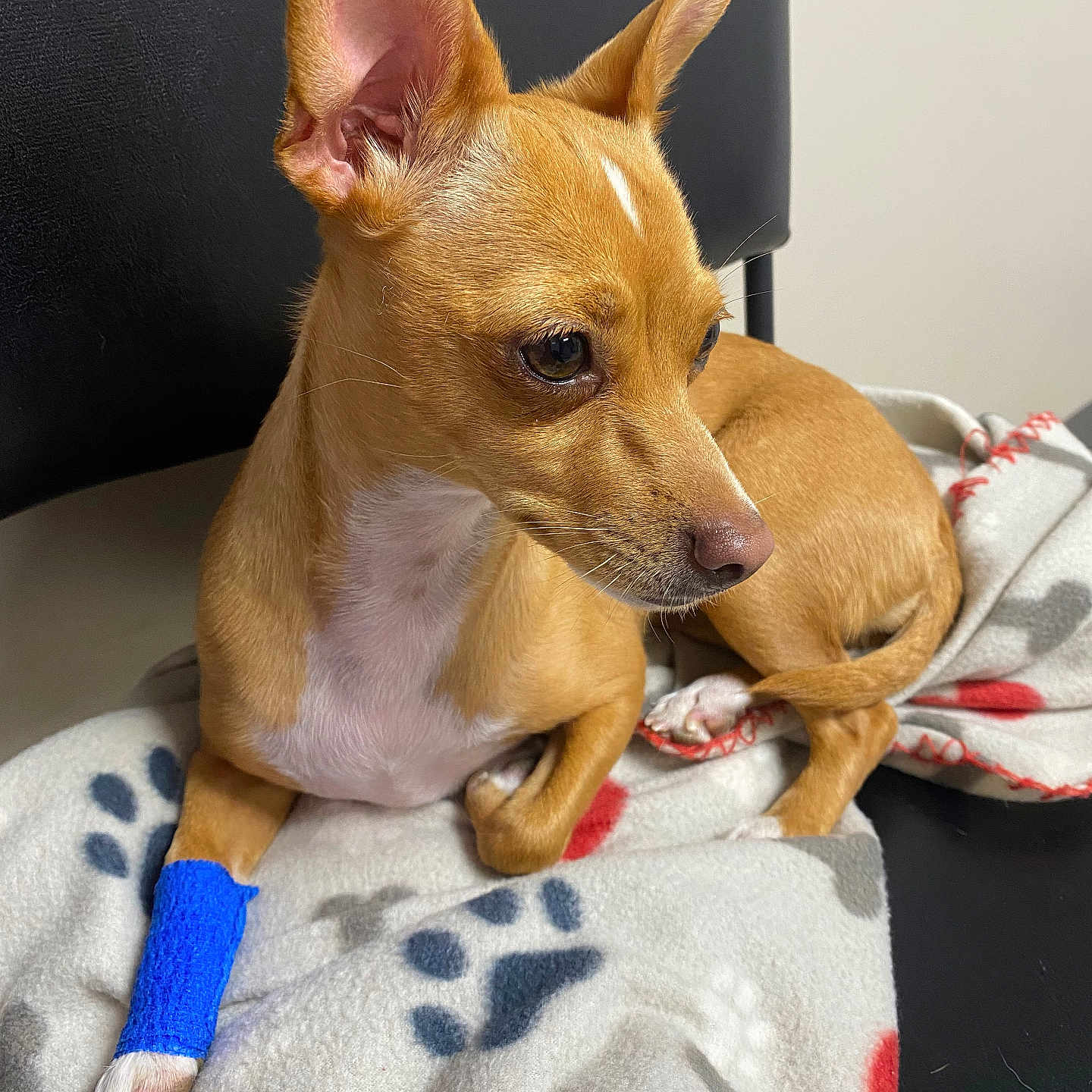 Daisy joined the competition — help win amazing prizes! animal, blanket, blue_bandage, companion, cozy, curious, cute, dog, ears, fur, indoor, nose, paw, paw_prints, pet, resting, sitting, small_dog, tan_dog, white_chest